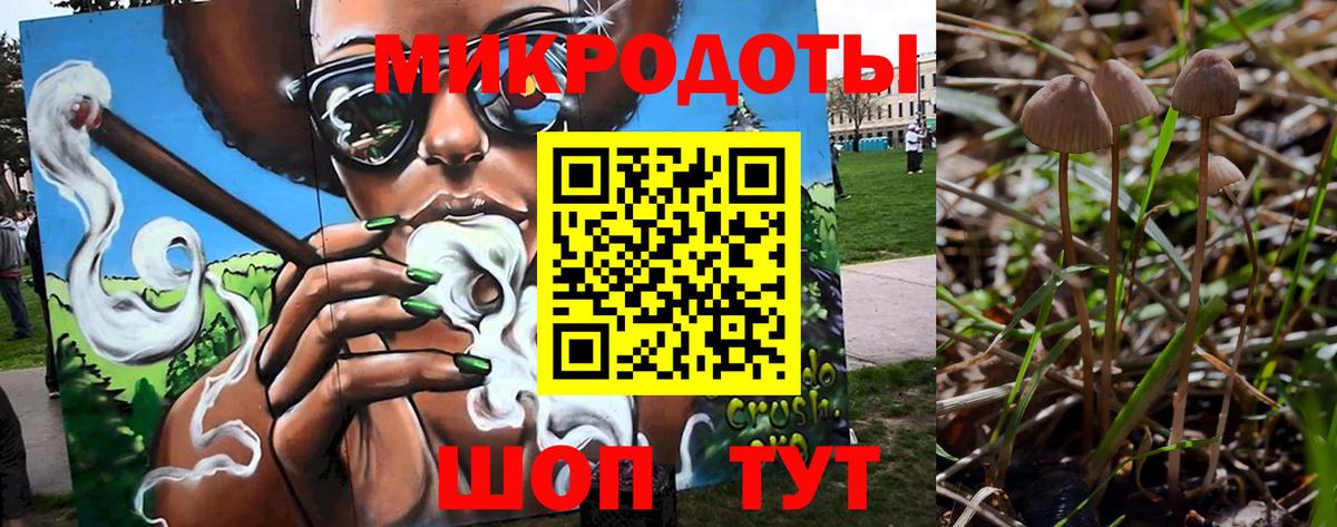 Псилоцибиновые грибы Psilocybe Ялуторовск