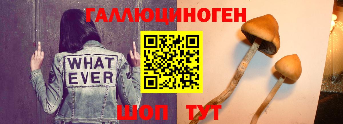 Галлюциногенные грибы Cubensis  Вход с VPN  Ялуторовск 